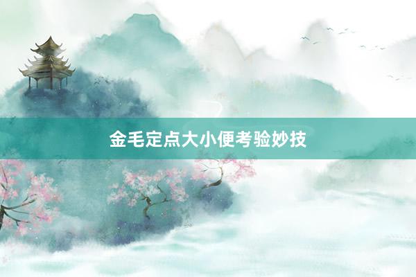 金毛定点大小便考验妙技